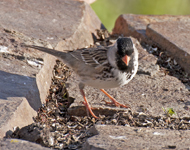 Harris Sparrow